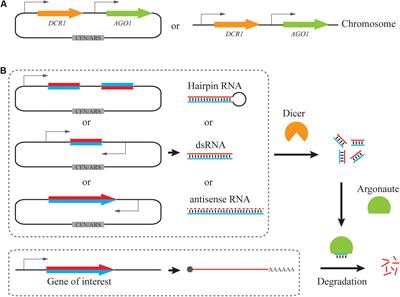 Advances in RNAi-Assisted Strain Engineering in Saccharomyces cerevisiae